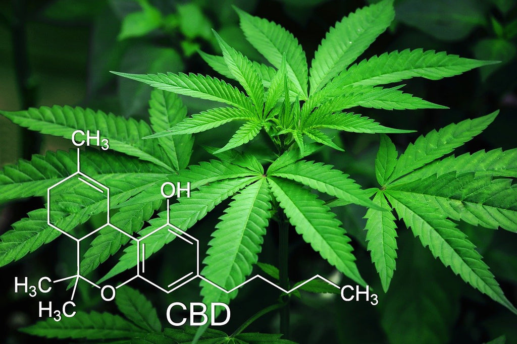 Can you overdose on CBD? Is it legal? Does it get you high? Here are 5 myths about CBD