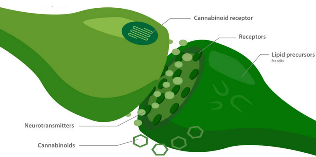 What is the Endocannabinoid system? How does this work with CBD?